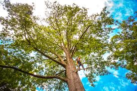 Why Choose Our Tree Removal Services in La Vernia, TX?