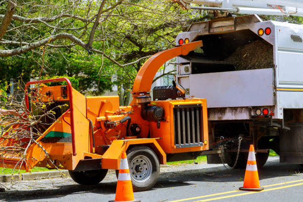 Best Emergency Tree Removal  in La Vernia, TX