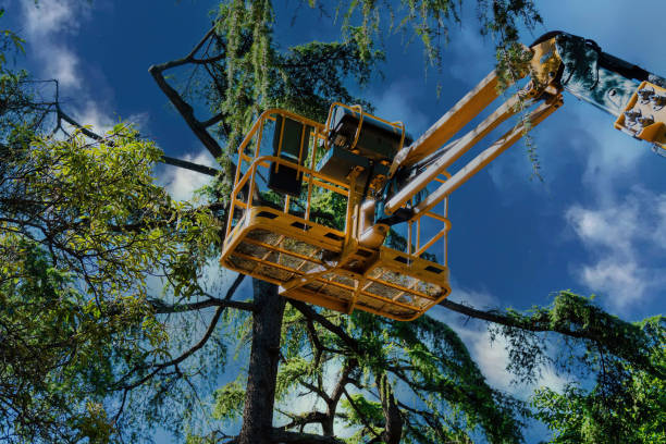 La Vernia, TX  Tree Services Company